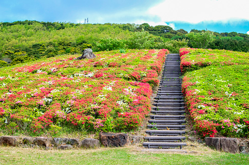 菅無田公園のツツジの写真