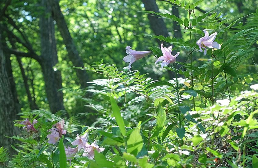 山野草のエキのヒメサユリの写真