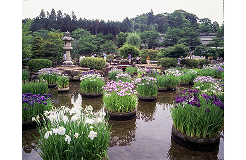 東行池に咲くハナショウブの写真