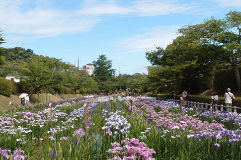 吉香花菖蒲園の写真