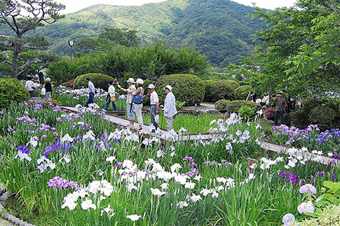 城山花菖蒲園の写真