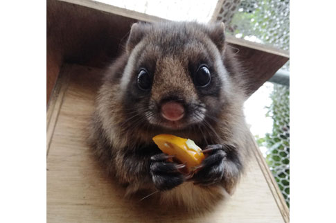 徳山動物園のムササビの写真