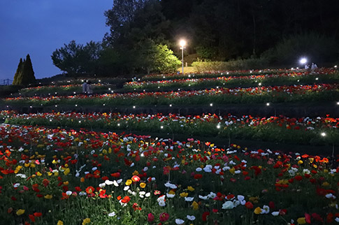 夜間開園の様子の写真