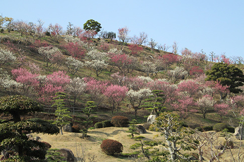 冠山総合公園の梅の写真