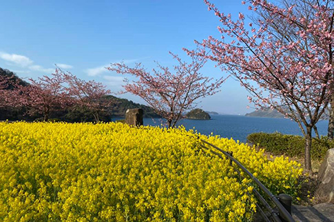 菜の花と河津桜の写真