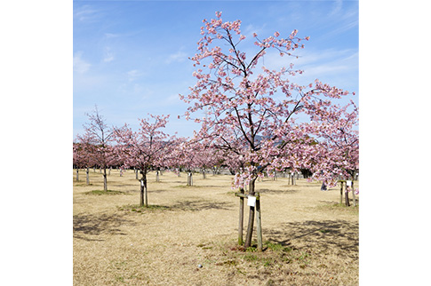 海が見える「花の園」の写真