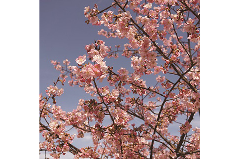 河津桜の写真