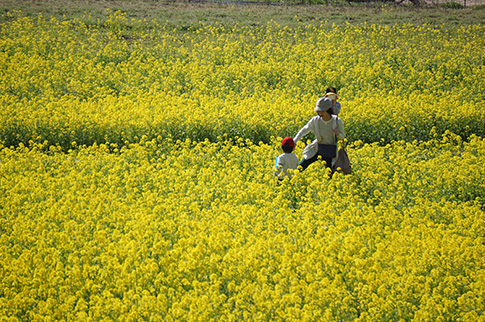 一面に咲く菜の花の写真