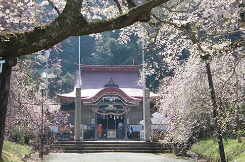 サクラと徳佐八幡宮社殿の写真