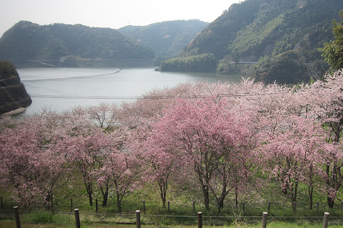 米泉湖公園のシダレザクラの写真