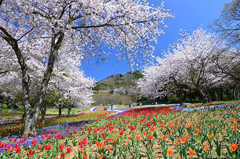 火の山公園トルコチューリップ園の写真