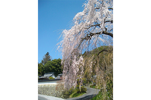 弾正糸桜の写真