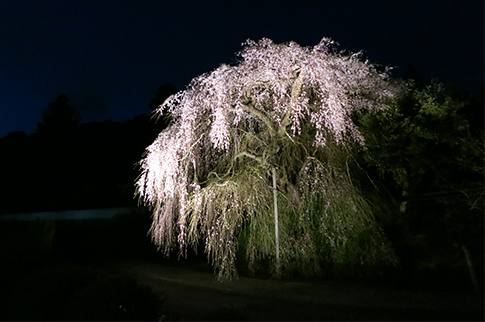 ライトアップされた弾正糸桜の写真