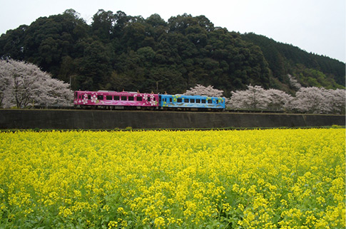 錦川清流線沿線の菜の花と桜の写真