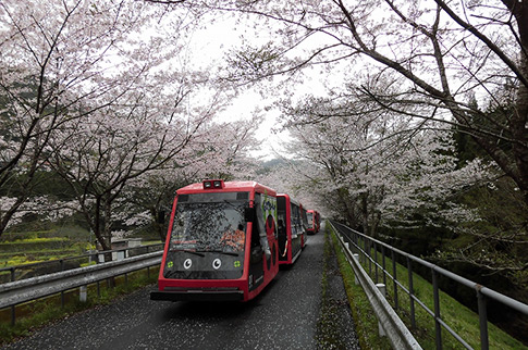 桜並木の中を走るとことこトレインの写真