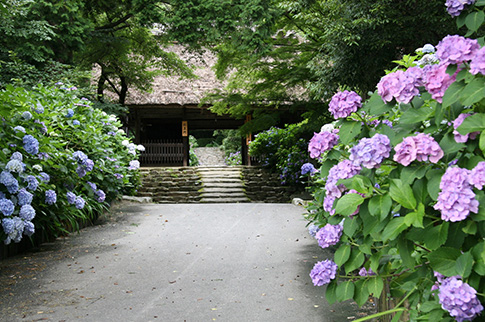 東大寺別院阿弥陀寺とアジサイの様子の写真