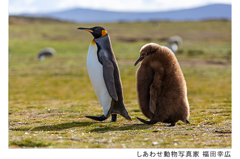 キングペンギンの写真