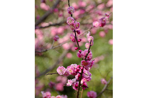 梅の花の写真