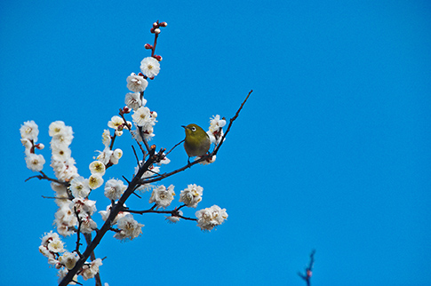 梅の花とメジロの写真