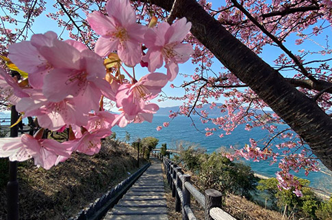 河津桜の写真