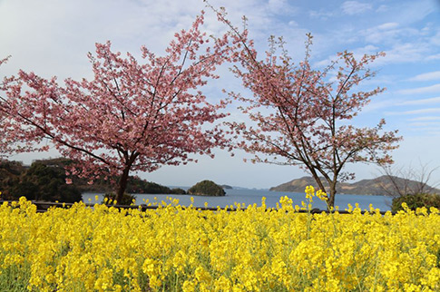 菜の花と河津桜の写真