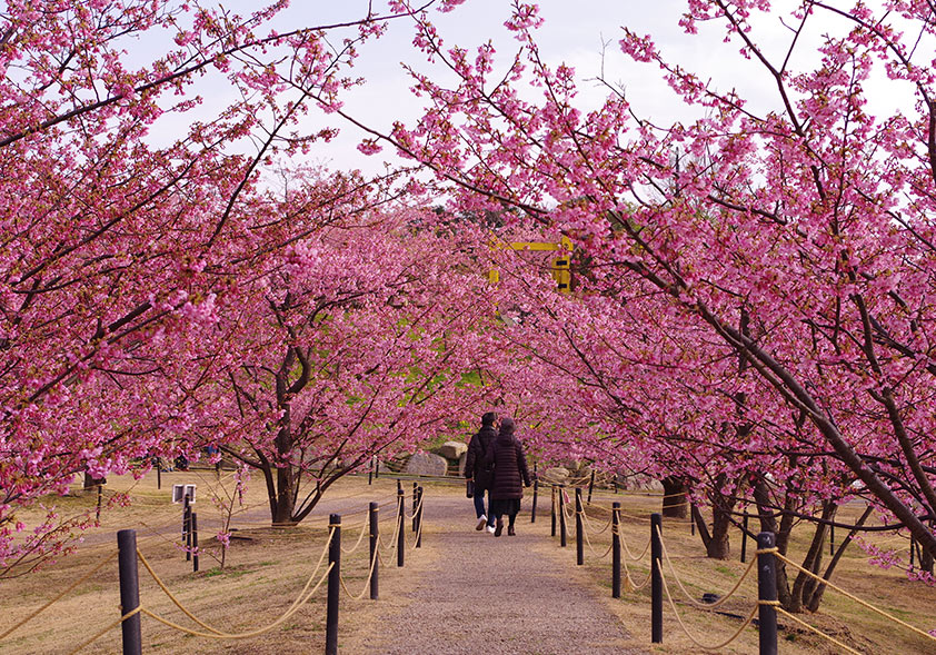 城山歴史公園の河津桜の画像