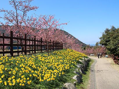 河津桜やスイセンの写真