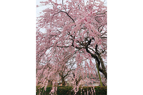 徳佐八幡宮のシダレザクラの写真