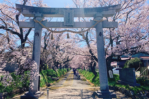 徳佐八幡宮と桜の写真