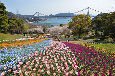 火の山公園トルコチューリップ園の写真