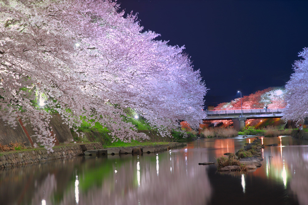 入賞 市役所側の桜(美祢市)の写真