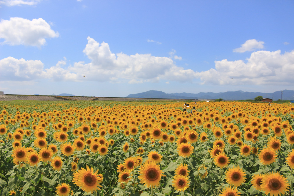 優秀賞 花の海(山陽小野田市)の写真