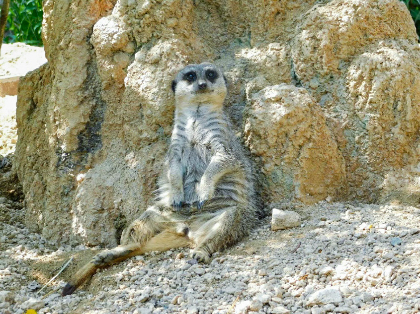 ときわ動物園のミーアキャットの写真