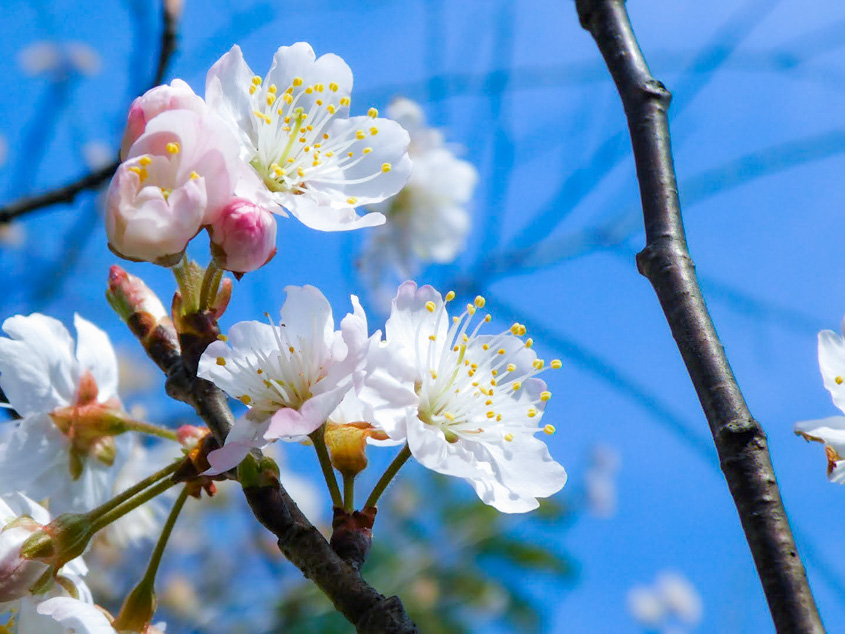 有光さんの自宅の庭に咲くサクラの花の写真