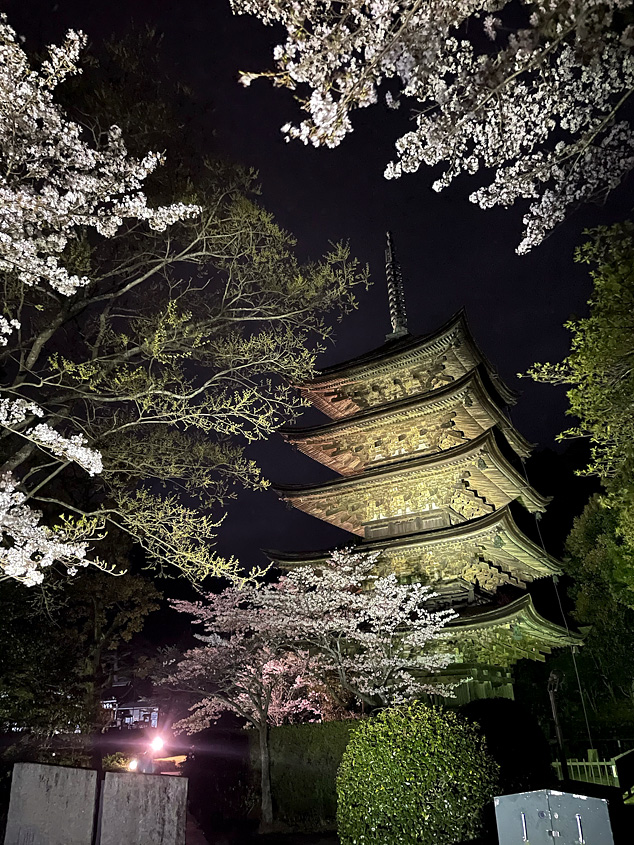 ライトアップされた瑠璃光寺を取り囲む夜桜の写真