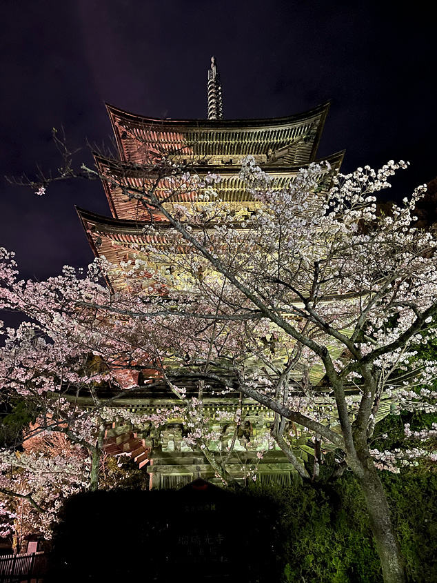 ライトアップされた瑠璃光寺と夜桜の写真