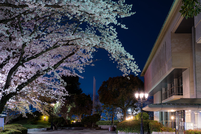 周南市文化会館の夜桜の写真