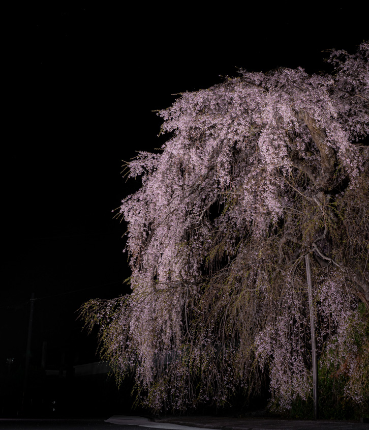 鹿野総合支所の「弾正糸桜」の写真