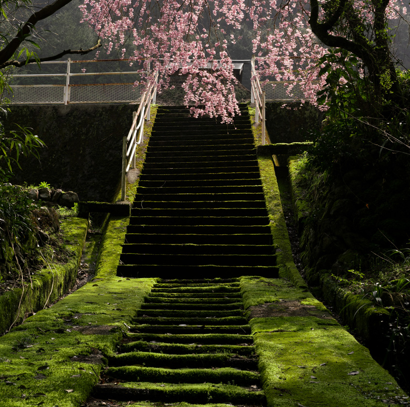 錦町深龍寺の参道に生えたコケと桜の写真