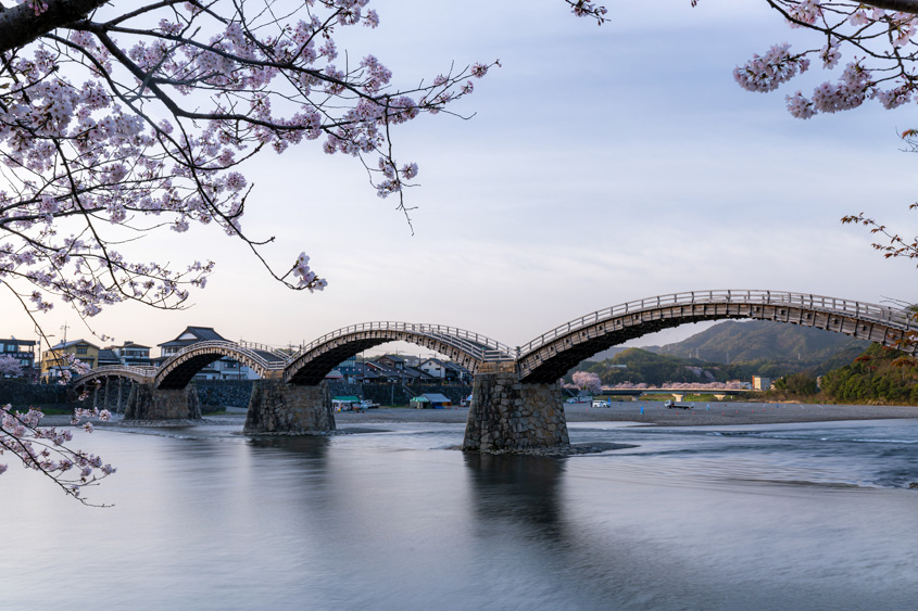 桜と錦帯橋の写真