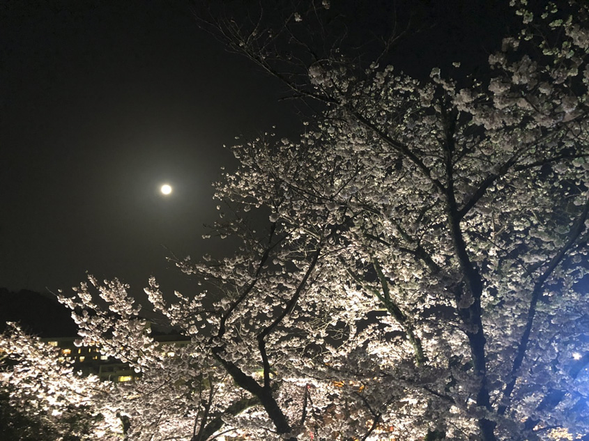 ライトアップされた錦帯橋付近の桜の写真