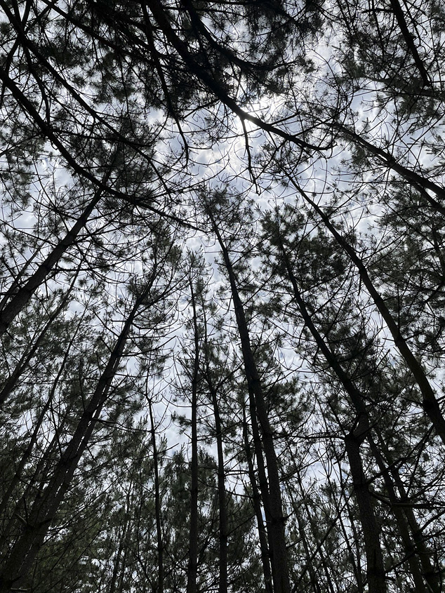 虹ヶ浜の松林の写真