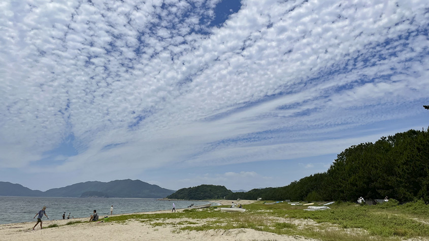 虹ヶ浜海岸と松林の写真