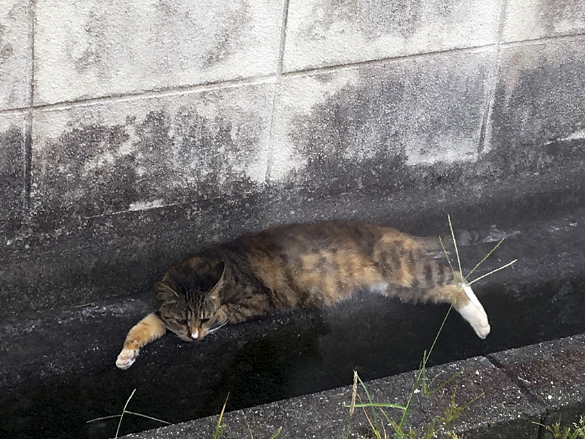 駐車場で寝そべるネコの写真