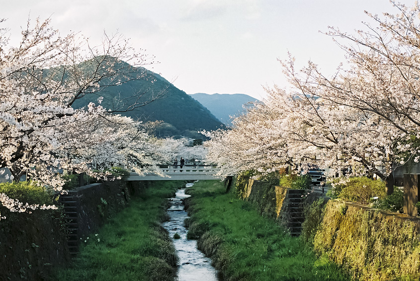 桜が満開を迎えた後の一ノ坂川の写真