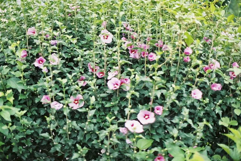 山口県立大学の近くに咲くピンクの花の写真