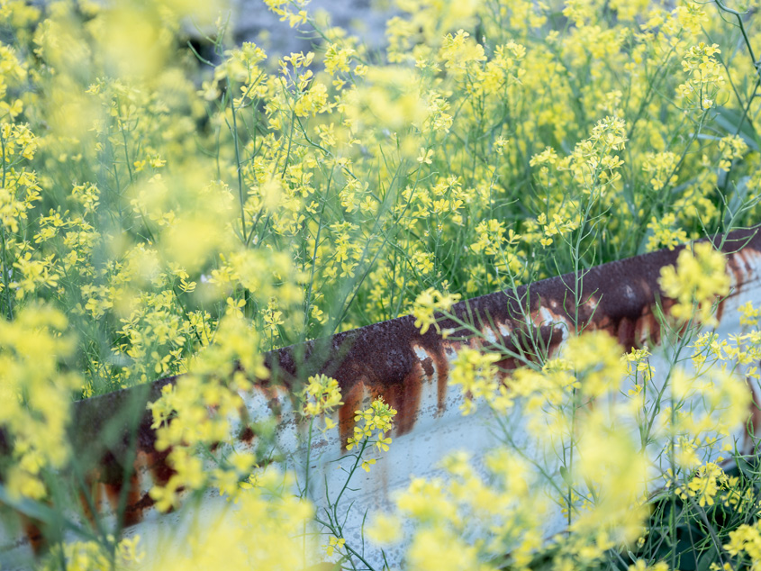 竜王山の菜の花とガードレールの写真