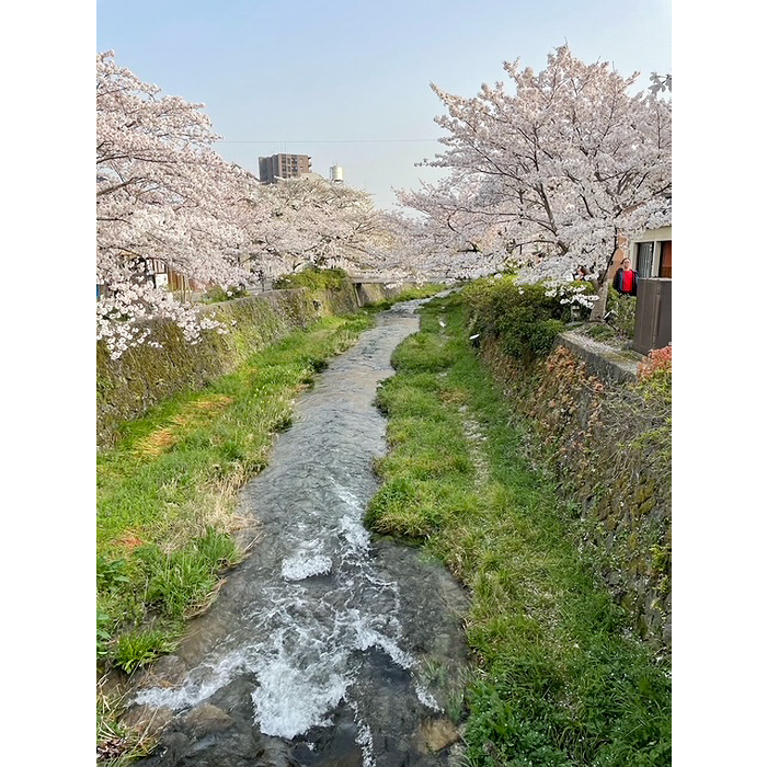 一の坂川の写真