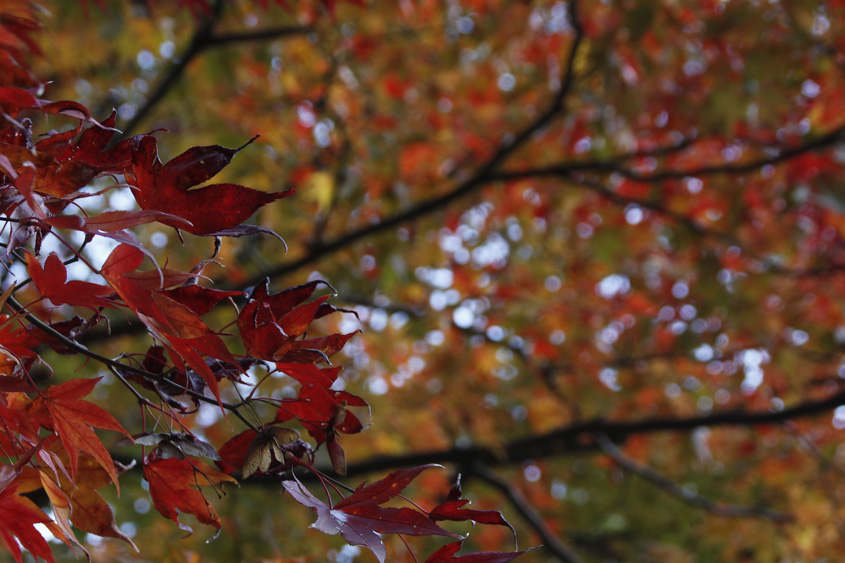 長門峡の紅葉の写真