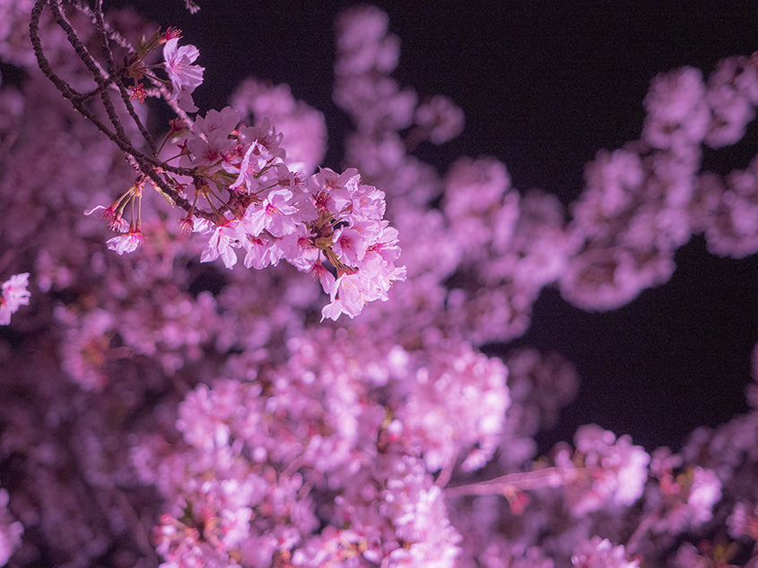 ときわ公園の夜桜ライトアップの写真